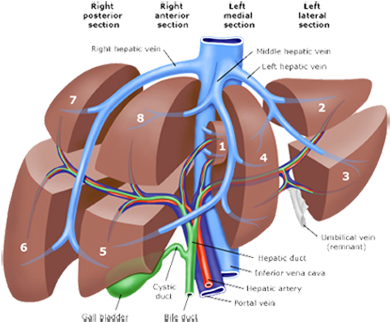 LiverResection